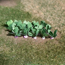 Tasma OO Turnips x 14pk - 00984