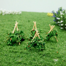 Tasma OO Runner Beans x 20pk - 00901