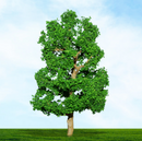 Tasma OO Sycamore Trees x 2pk - 4016