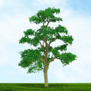 Tasma OO Elm Trees x 2pk - 4023