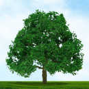 Tasma N Oak Trees x 2pk - 4030