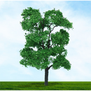 Tasma OO Ash Trees x 2pk - 003965