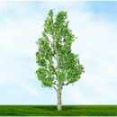 Tasma N Birch Trees x 4pk - 003934