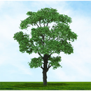 Tasma OO Chestnut Trees x 2pk - 003941