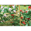 Tasma OO Climbing Roses x 6pk - 00678
