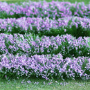 Tasma OO Lavender x 1pk - 00712