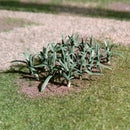 Tasma N Leeks x 14pk - 01006