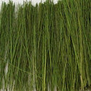 Tasma Light Green Field Grass - 00893