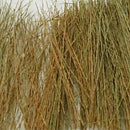 Tasma Natural Brown Field Grass - 00895