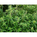 Tasma OO Nettles x 20pk - 00899