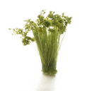 Woodland Scenics Medium Green Prairie Grass - WFS777