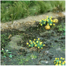 Tasma OO Marsh Marigold x 16pk - 00376