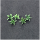 Tasma N Fern x 14pk - 00986