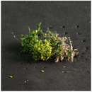 Tasma N Flower Bushes x 16pk - 00906