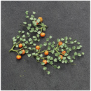 Tasma N Pumkins x 5pk - 00991