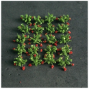 Tasma N Strawberries x 20pk - 00913