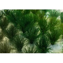 Tasma Assorted Grass Tufts 10mm x 30pk - 01022
